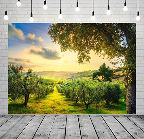 רקע עצי זית כפרי מבד בלקו 6 על 4 רגל לצילום מטעי זיתים גבעות מתגלגלות ושדות ירוקים בשקיעה טוסקנה איטליה רקע קישוטים למסיבת נושא איטלקית