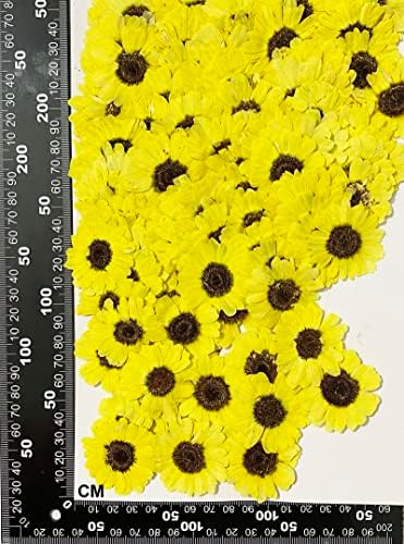 12 יח 'חמניות צהובות בהירות פרחים נוחים טבעיים מיובשים טבעיים למלאכת אמנות שרף DIY
